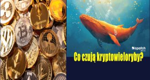 Co czują kryptowieloryby Analityk oczekuje na wzrost Bitcoina. Bitcoin po halvingu. Referendum w sprawie Bitcoina!